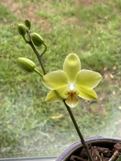 New light yellow orchid flower